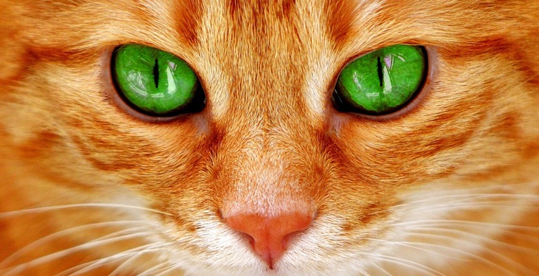 В Великобритании выявили первый случай коронавируса у домашней кошки