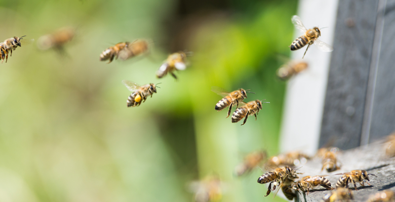 Гигантские шершни угрожают популяции британских пчел
