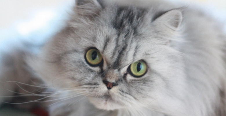 Чипирование или штраф в 500 фунтов: новые правила для владельцев домашних кошек 