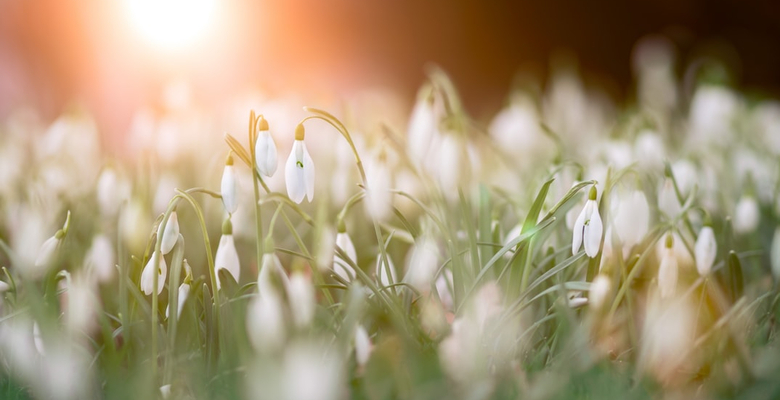 Simon Berger/Unsplash