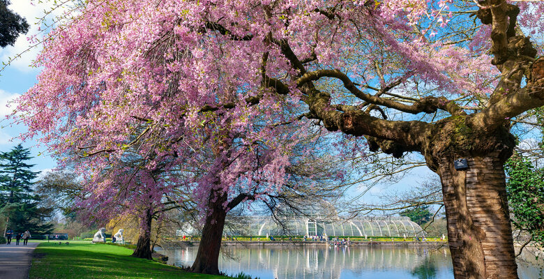 Kew Gardens. Фото: 123rf.com