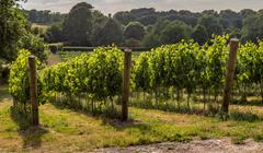 В Британии могут наладить массовое производство красного вина — благодаря глобальному потеплению