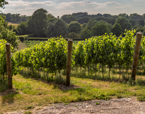 В Британии могут наладить массовое производство красного вина — благодаря глобальному потеплению