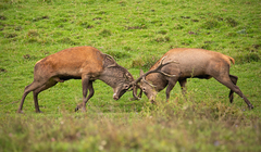 Сезон охоты: посетителей Ричмонд-парка предупредили об агрессивном поведении оленей в брачный период