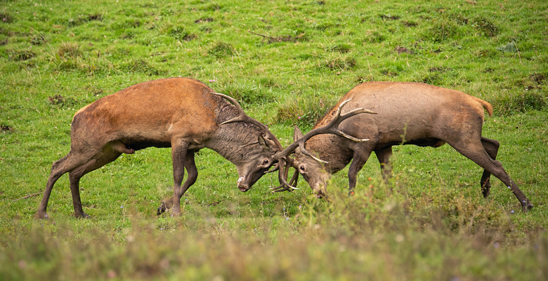 Сезон охоты: посетителей Ричмонд-парка предупредили об агрессивном поведении оленей в брачный период
