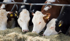 Осторожно, газы:  британским коровам назначат специальные препараты