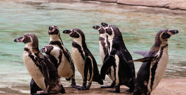 Фото: facebook.com/zsllondonzoo