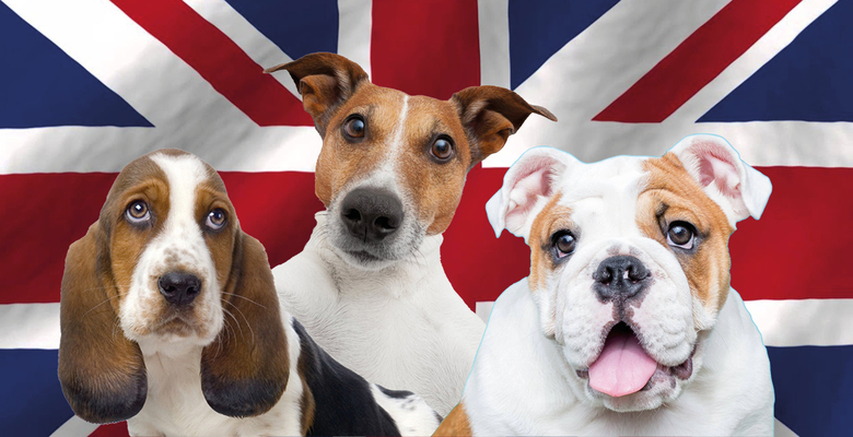 Вторые после лошадей. Тест «Коммерсанта UK» о британских породах собак