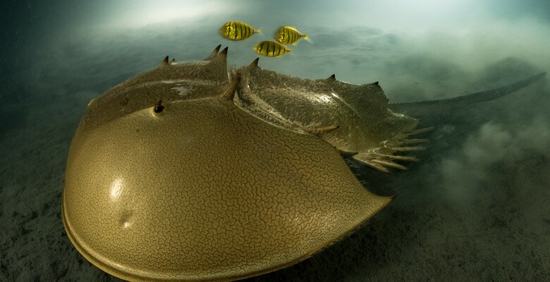 "The Golden Horseshoe" by Laurent Ballesta. Фото: twitter.com/NHM_WPY