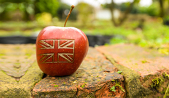 Главный фрукт Соединенного Королевства. Тест «Коммерсанта UK» о британских яблоках