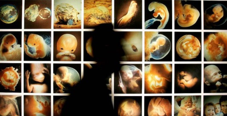 В Британии снят запрет на генетическую модификацию человеческих эмбрионов
