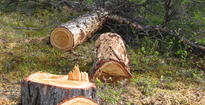 A calendar on a tree cross section: what do trees have to say