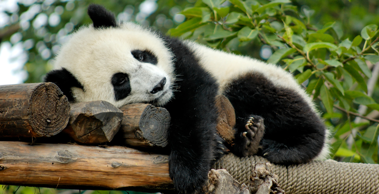 6 самых интересных фактов о том, как панды управляют миром