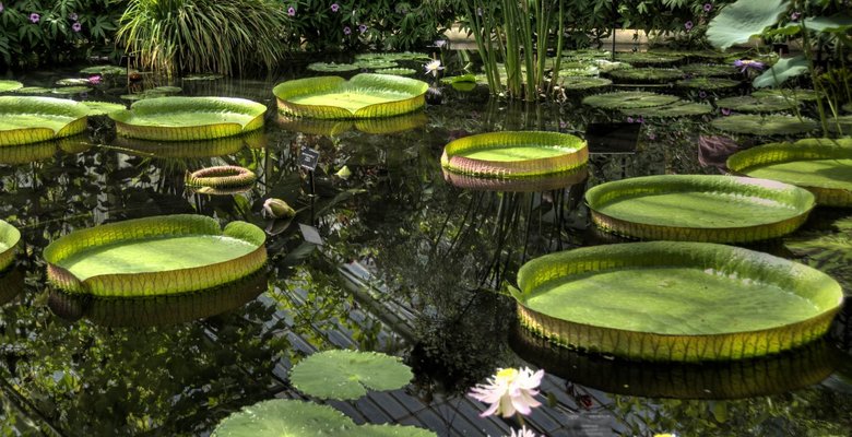 Тур по оранжереям Kew Gardens