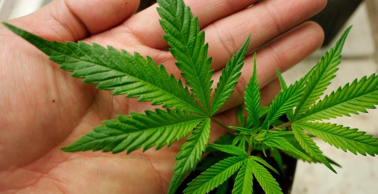 Производители марихуаны ждут ее легализации в Великобритании