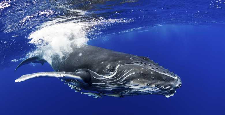 В Темзу впервые за десятилетие заплыл горбатый кит