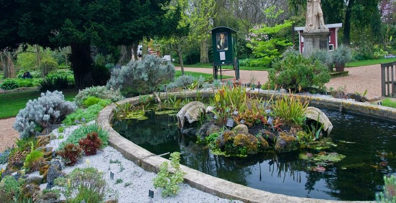 Подснежники в старейшем ботаническом саду Англии