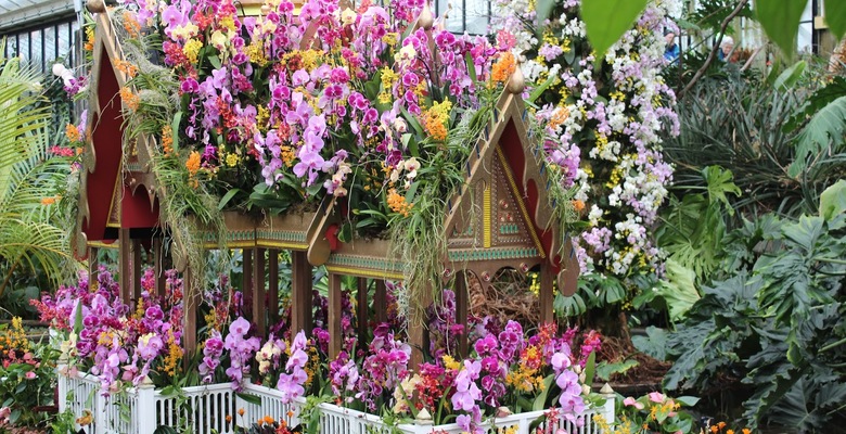 Юбилейный фестиваль орхидей в Kew Gardens