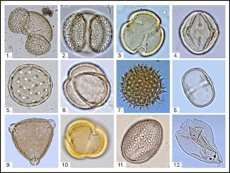 Palynology. Ancient records made in dust | Коммерсантъ UK