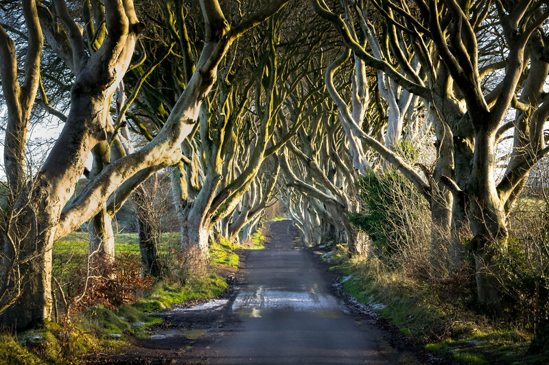 Темные аллеи Dark Hedges. Фото: 123rf.com