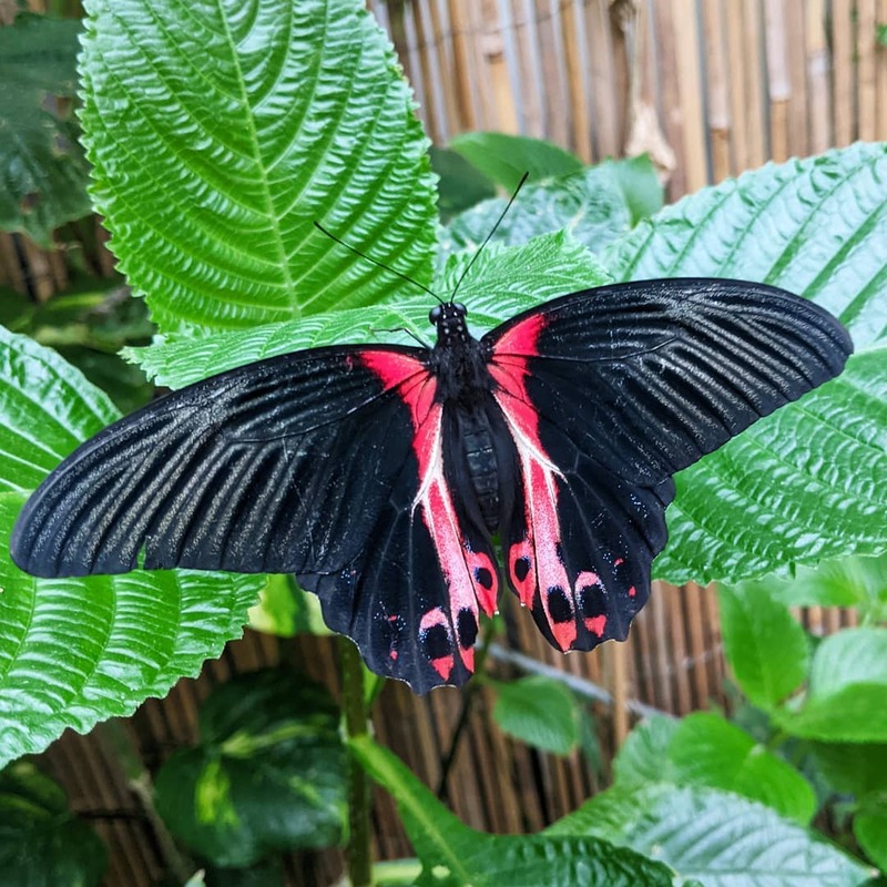 Фото: instagram.com/hornimanmuseumgardens