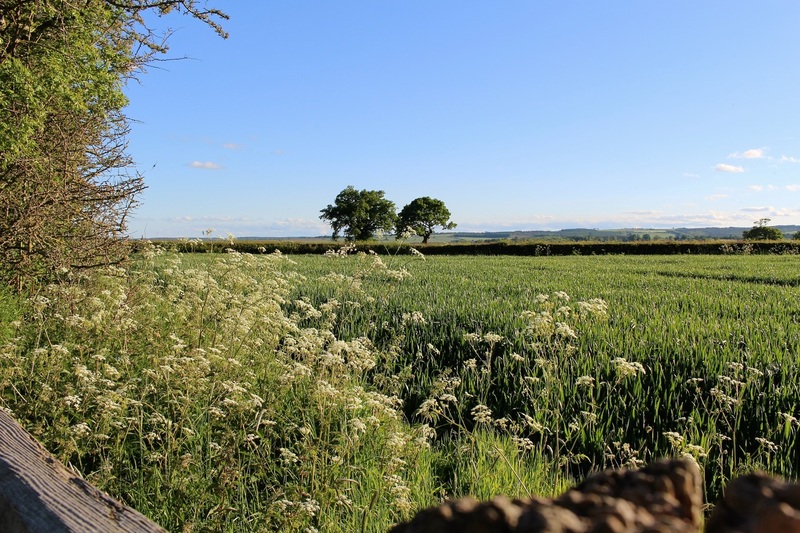 Сельскохозяйственные угодья (farmland). Фото: PxHere