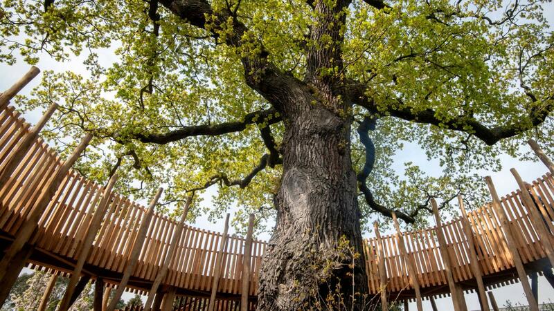 Фото: Kew Gardens