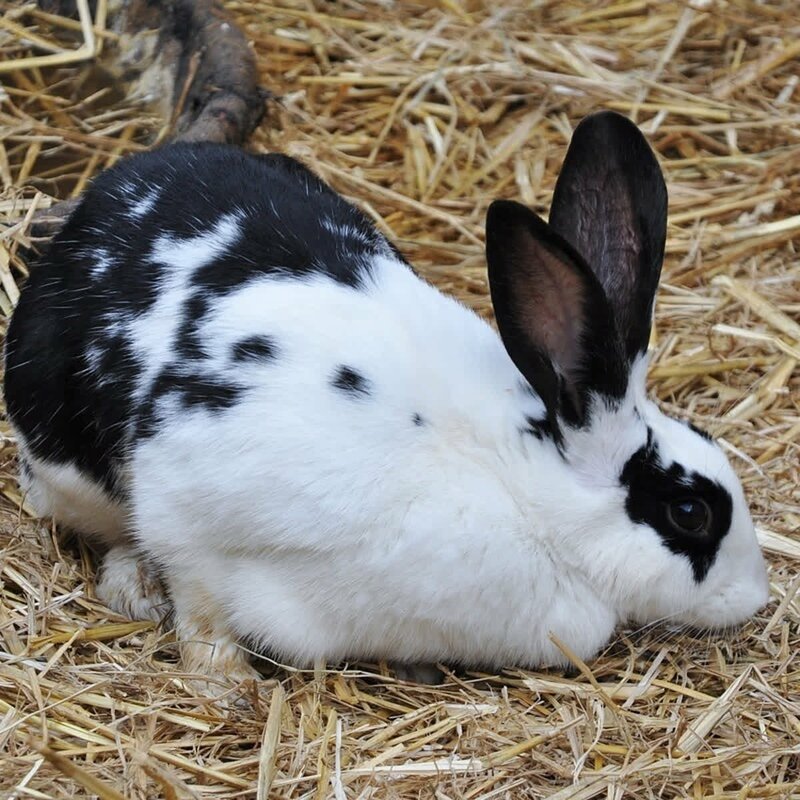 Фото: twitter.com/urban_farm_fun