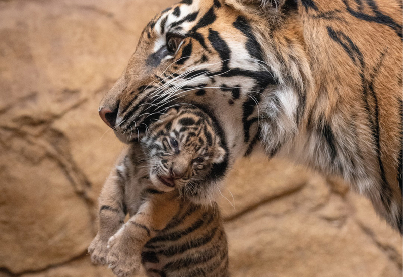 Фото: facebook.com/zsllondonzoo