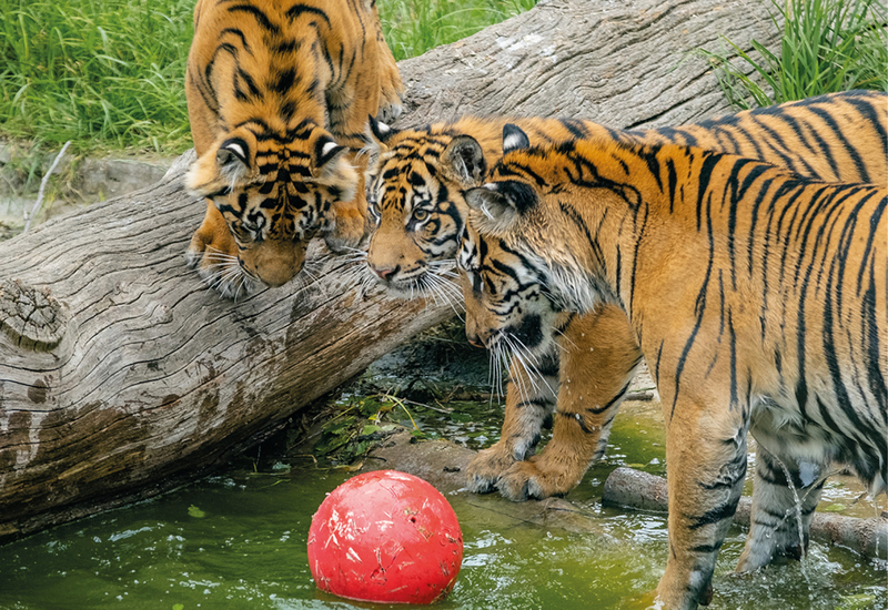 Фото: facebook.com/zsllondonzoo