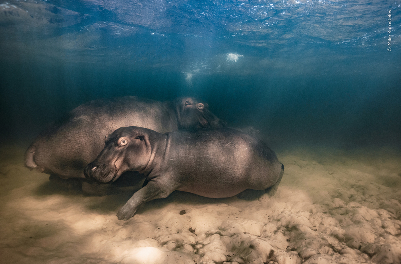 "Hippo nursery" by Mike Korostelev. Фото: twitter.com/NHM_WPY