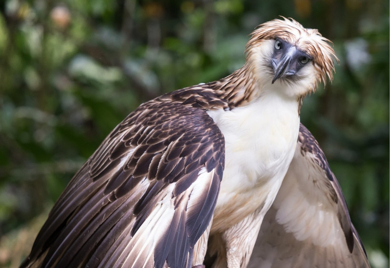 Фото: facebook.com/naturalhistorymuseum